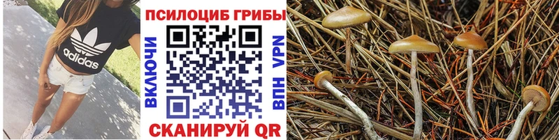 Псилоцибиновые грибы мухоморы  Почеп 